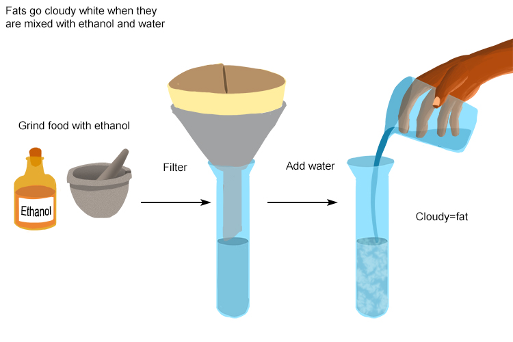 Dissolved food in ethanol filtered into a text tube then add water the emulsion should turn white if lipids are present